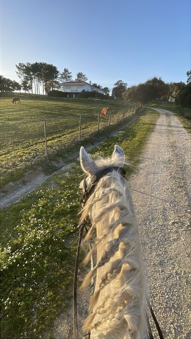 Cavalo Cruzado com livro verde
