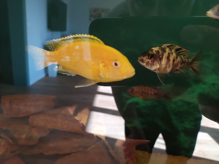 Labidochromis caeruleus yellow albino