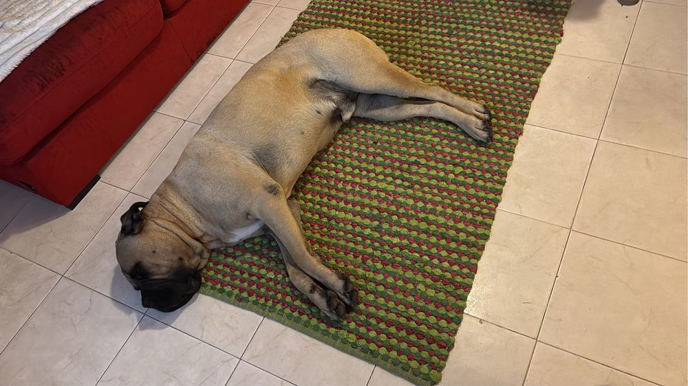 Bulmastiff  para adocao