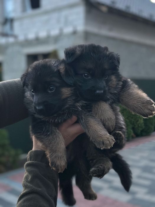 Цуценята німецької вівчарки