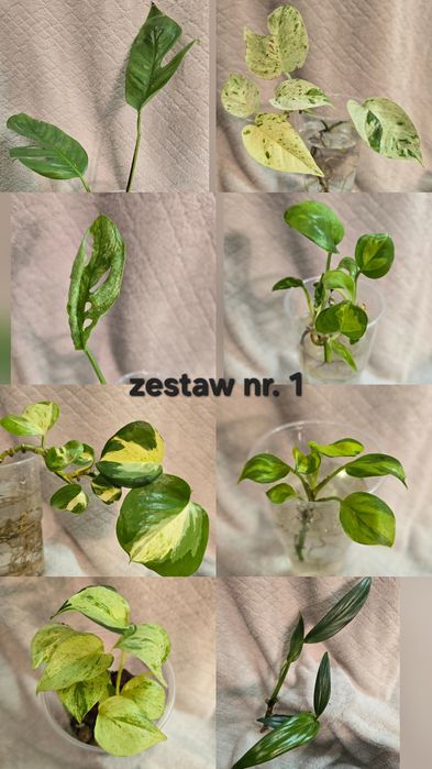 Zestaw roślin nr. 1 i 5 dla p. Małgorzaty