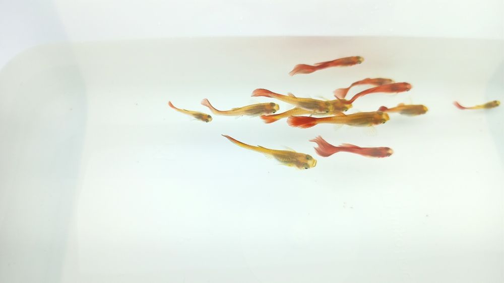 Lindos Guppy Red Blonde puros