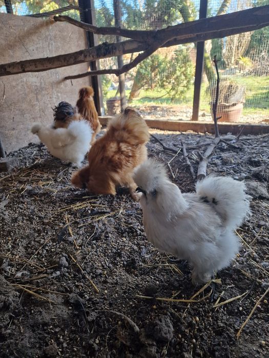 Silki jedwabiste ayam cemani szabo i jajka legowe