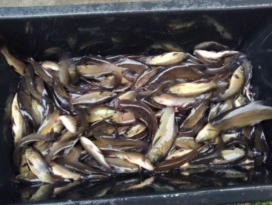 Sprzedaż ryb stawowych I ozdobnych