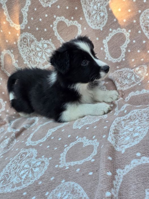 #CHECKERS  Szczeniak Border Collie ZKwP FCI juz do odbioru