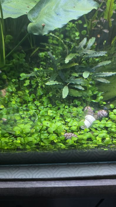 Marsilea Hirsuta roślina trawnik