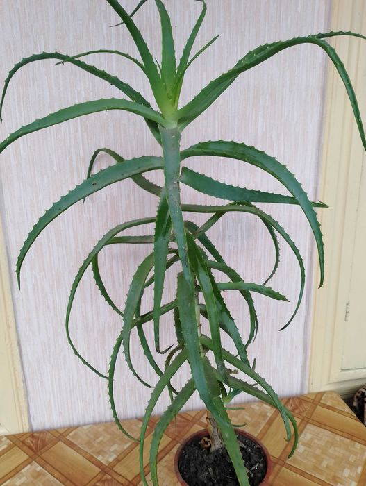 Продам алое багаторічне