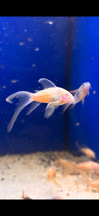 Kiryski albino weloniaste