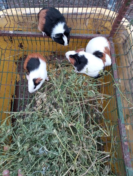 Продам морські свинки можливий обмін Терміново .