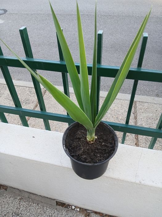 Planta yucca resistente e fácil de cuidar.