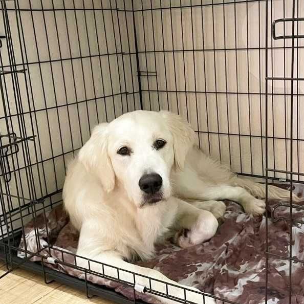 Переноска, клетка, клітка, вольер будка, домик для собак или кошек