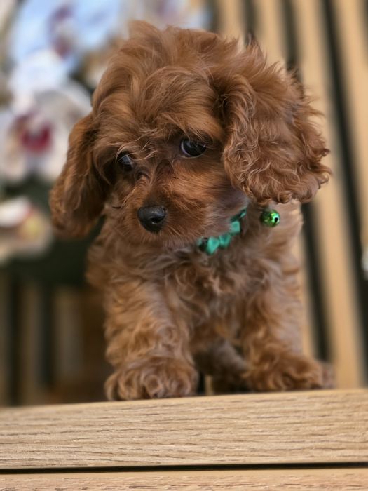 Cavapoo.Samiec F.1.Badania genetyczne.Do odbioru.