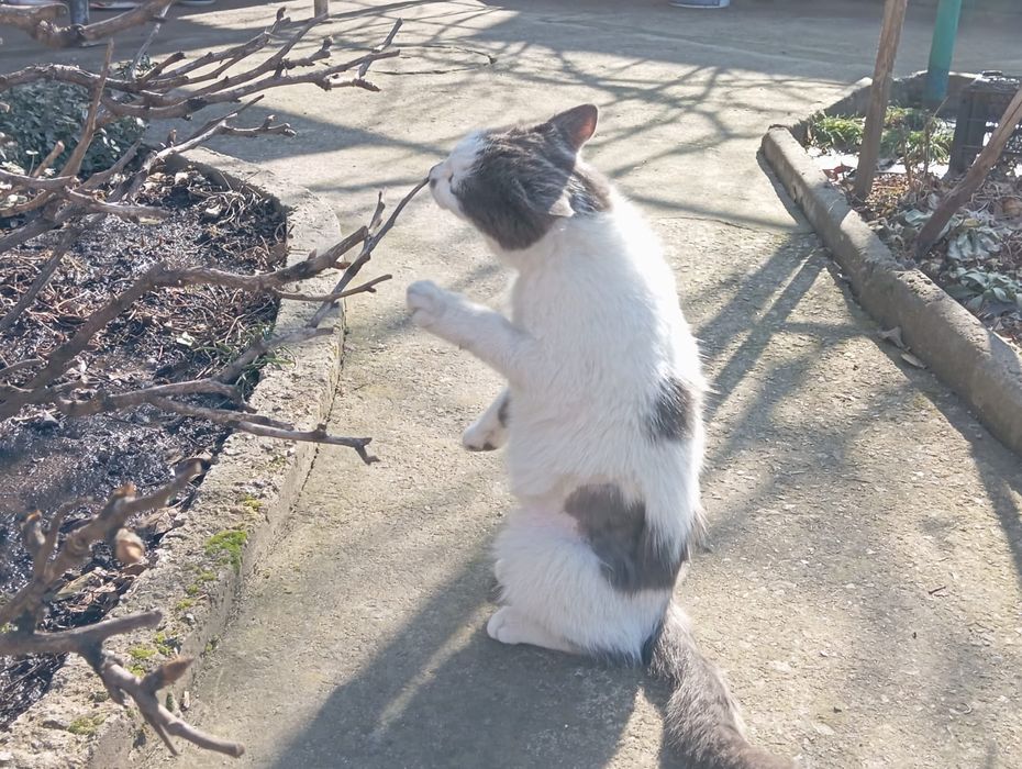 Отдам котёнка в добрые руки