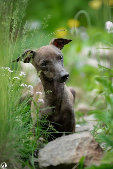 Левретки хлопчик