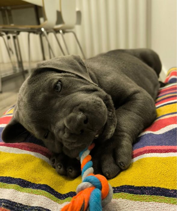 Cane corso Italiano