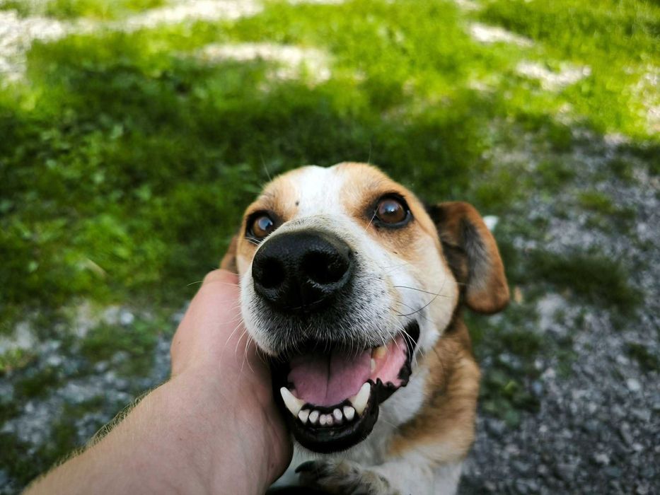 Tak bardzo prosze o dom