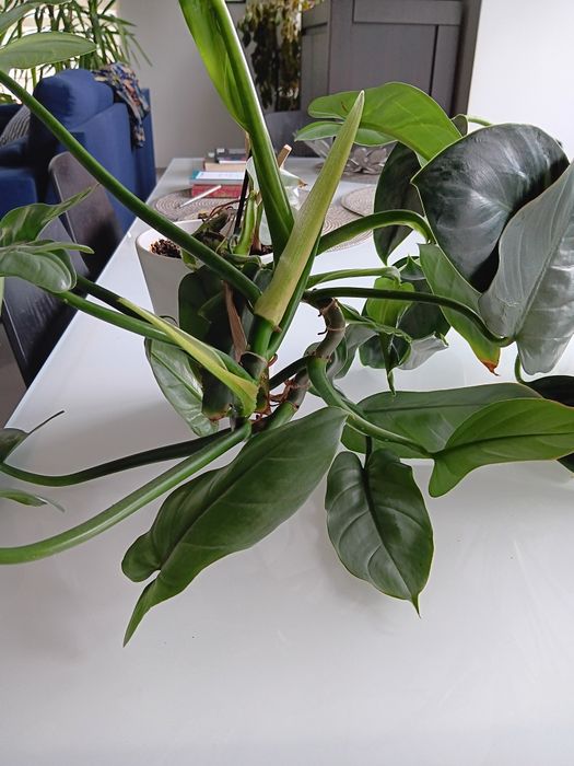 Dwa kwiaty Philodendron