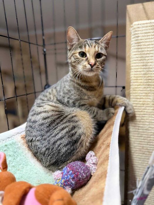 Śliczna Linka do adopcji