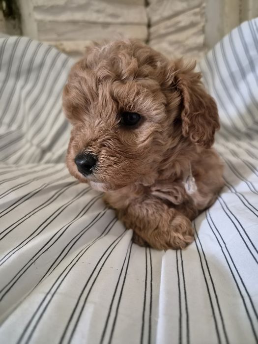 Suczka CAVAPOO szczeniak