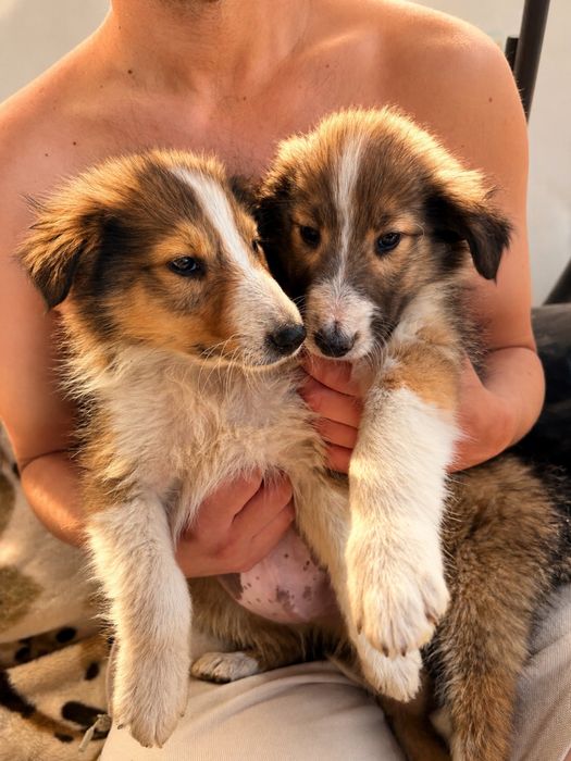 Owczarek Szkocki-Collie Ostatni piesek!