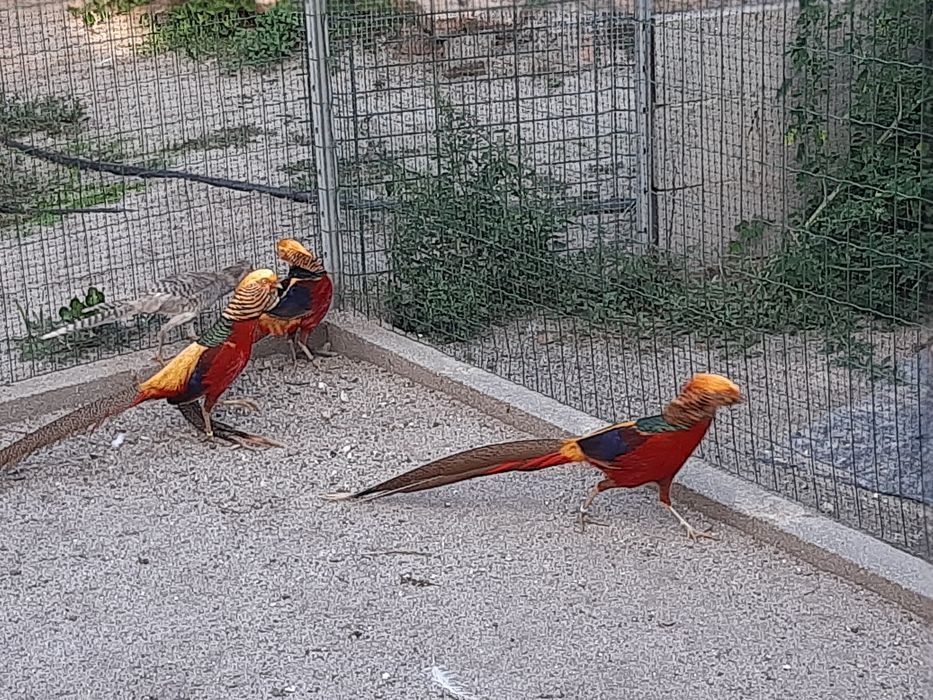 Faisões  ornamentais