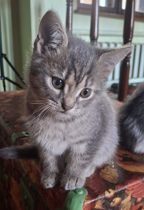 Віддам в люблячі ручки