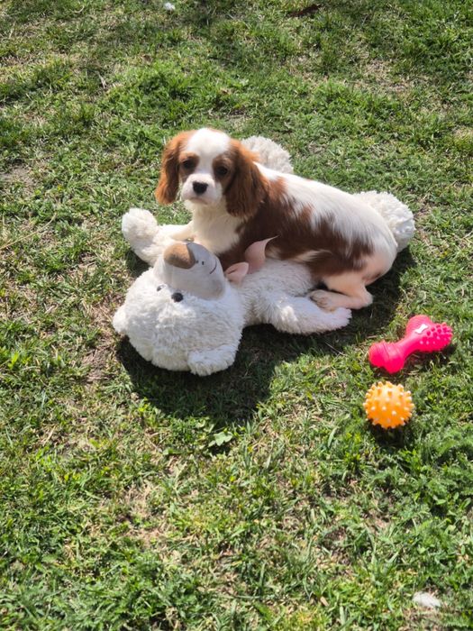 Cavalier King Charles Spaniel - piesek z kompletem szczepień