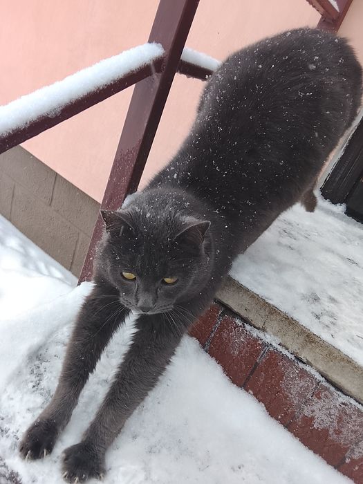 Отдам Кота в хорошие руки