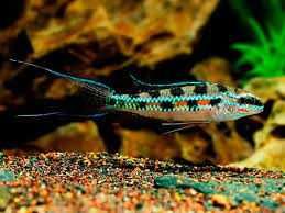 Dicrossus filamentosus Pielęgniczka kratkowana F1