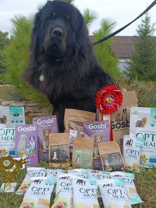 вязка тибетського мастифа