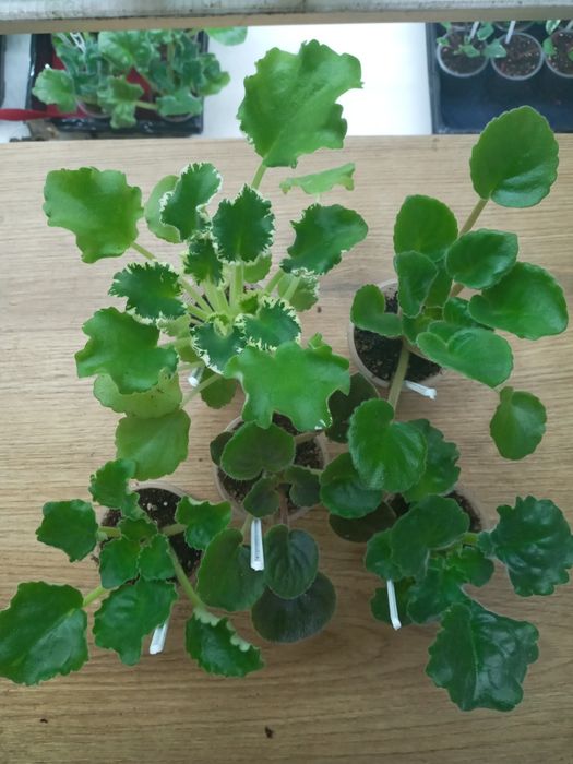 Фіалки сортові, набори