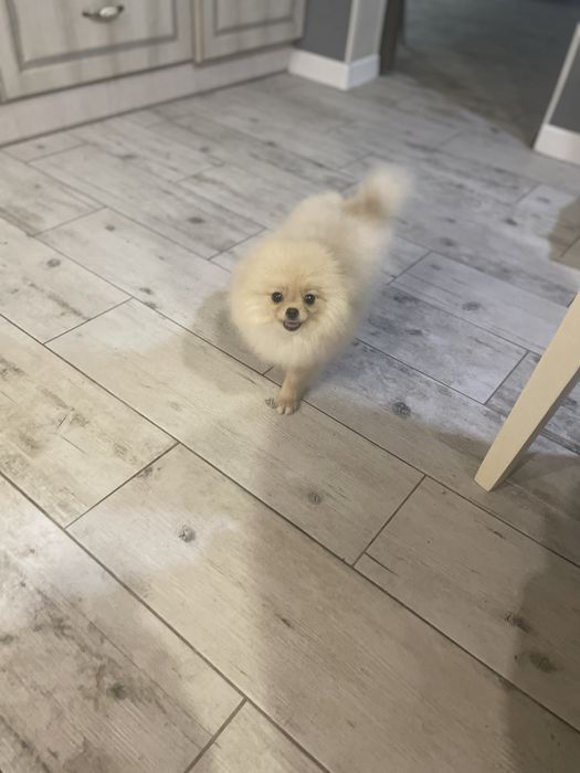 Чудова  міні дівчинка помка