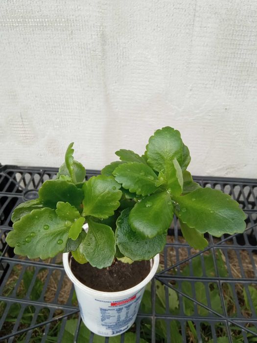 Kwiatek Kalanchoe Blossfelda czerwone  kwiaty