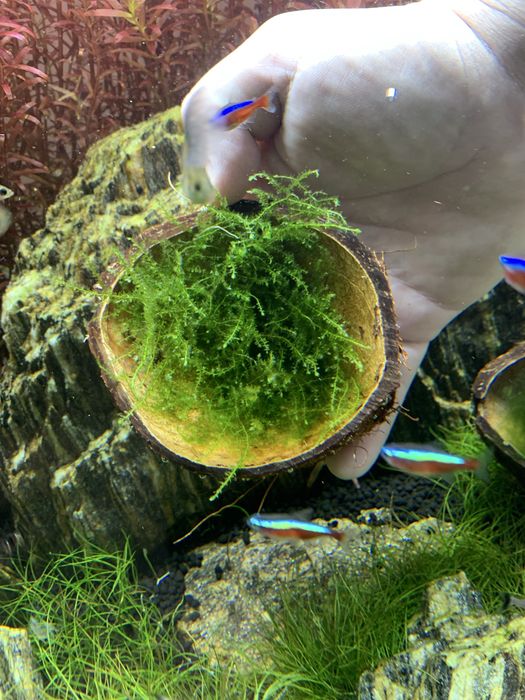 Mech jawajski jawa moss duża porcja