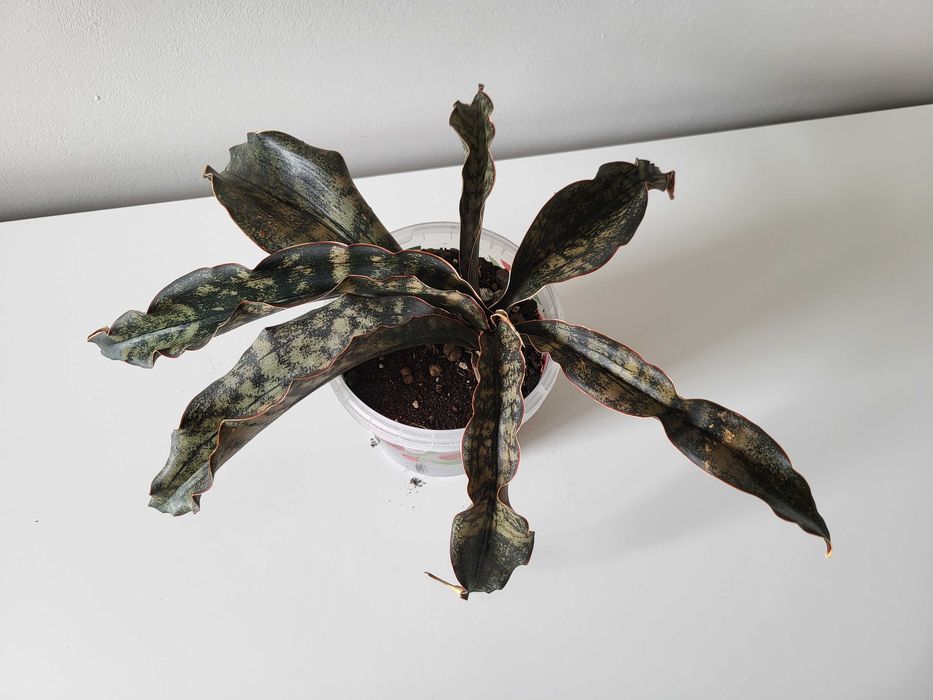 Sansevieria kirkii var. pulchra Coppertone - duża