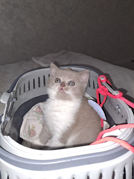 Шотландське красиве кошеня