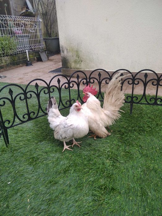 Casal de Nagasakis e machos isolados