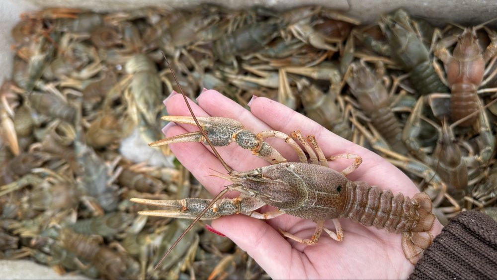 Живые раки/Мидии