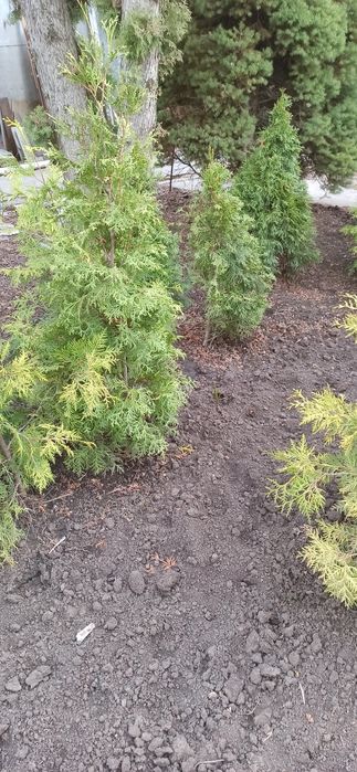 Продам туї. м Умань.