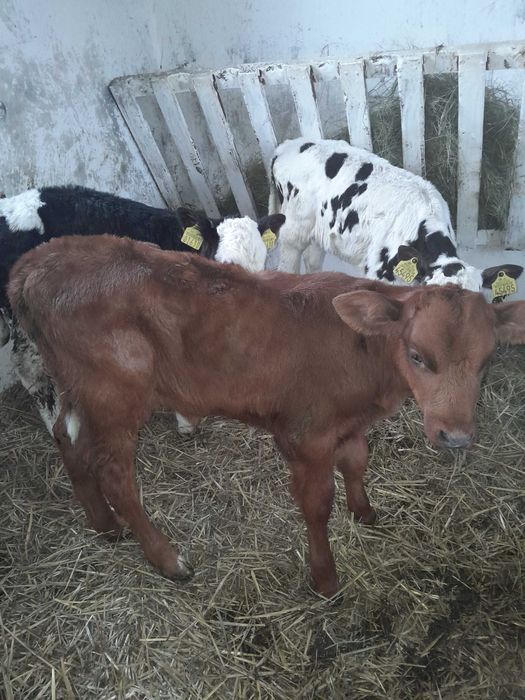 Byczki jałówki cielaki