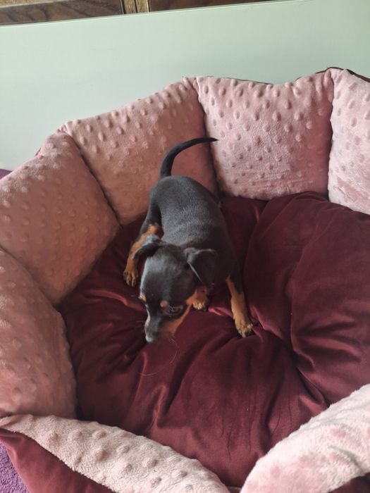 Sprzedam suczkę pinczerkę