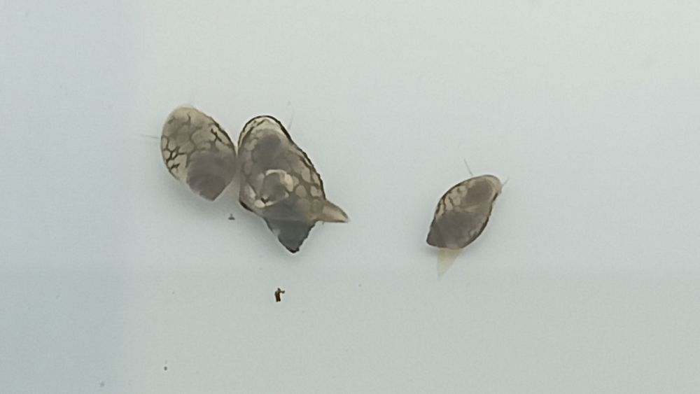 Caracóis de aquário Physa