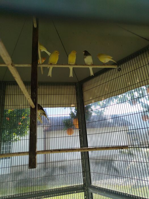 Gaiola Voadora com canários