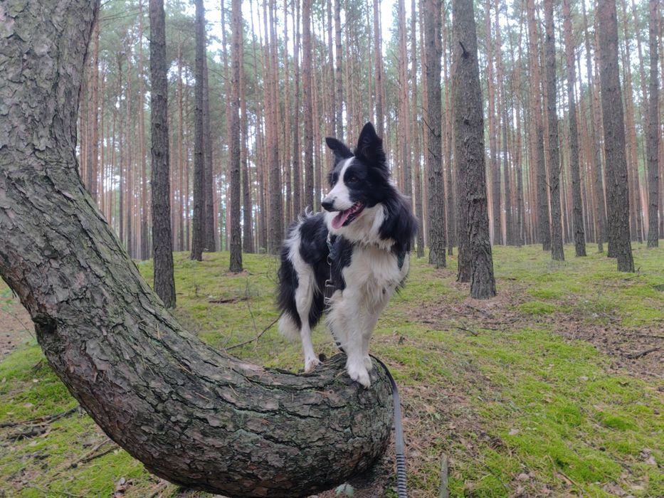 Border collie || szczeniaki — sunia || Kyra Promise