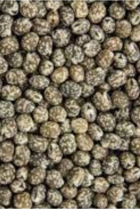 Łubin gorzki (niebieski)