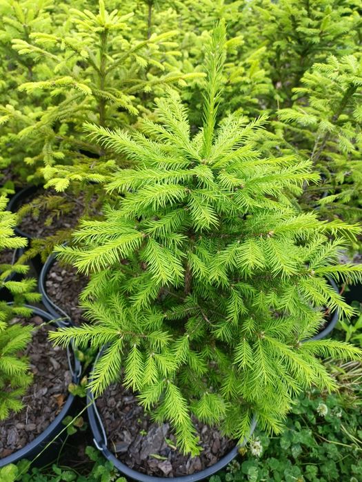 Ялина Європейська, Ель Европейская