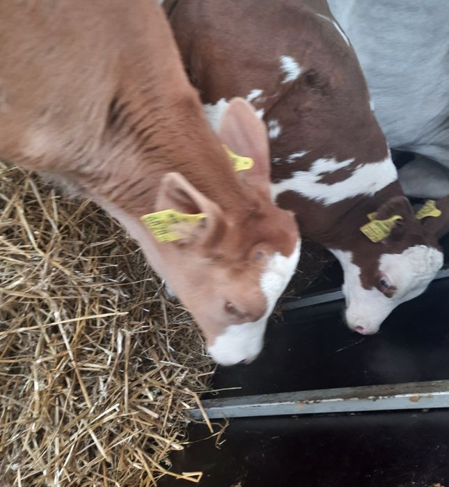 Łysow miesne cieleta