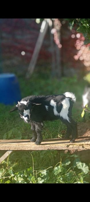 Vendo cabritinho