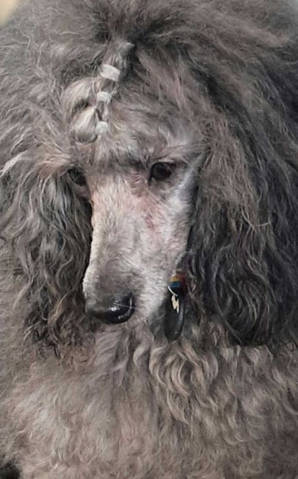 Щенки той пуделя