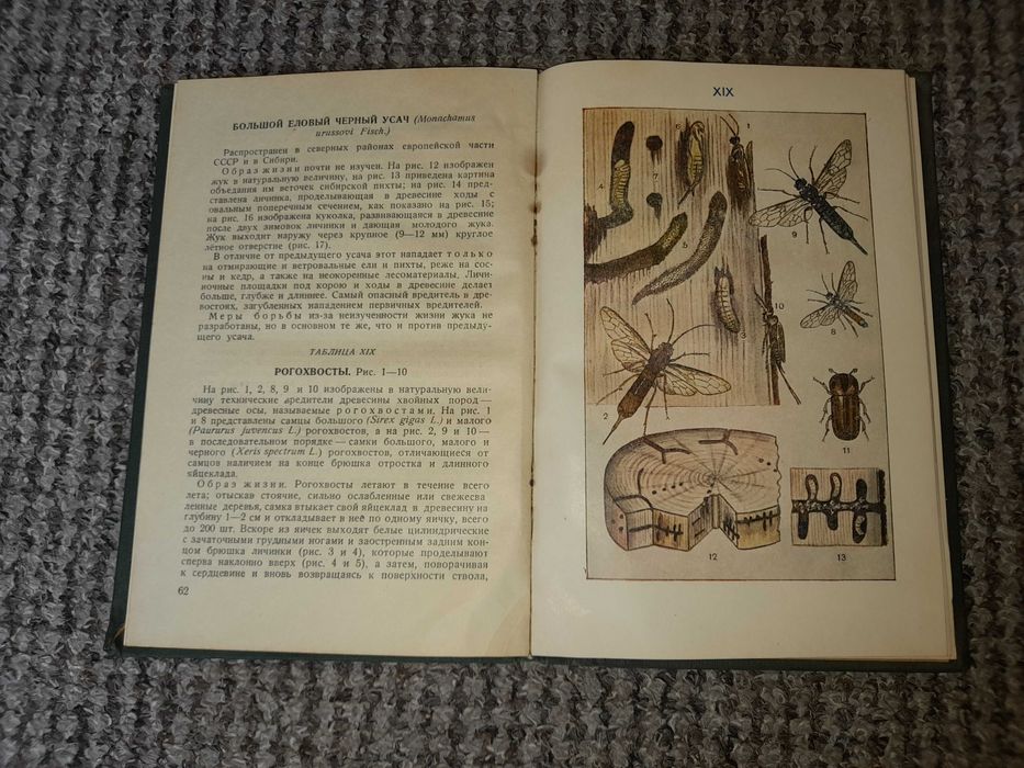 Судейкин, Слудский. Вреднейшие насекомые и грибные болезни леса. 1939